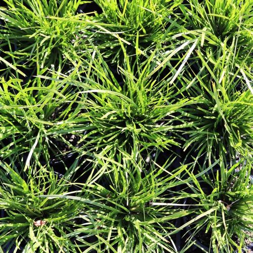 Lomandra confertifolia 'Lime Tuff'