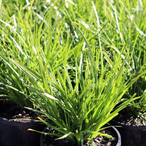 Lomandra confertifolia 'Lime Tuff'