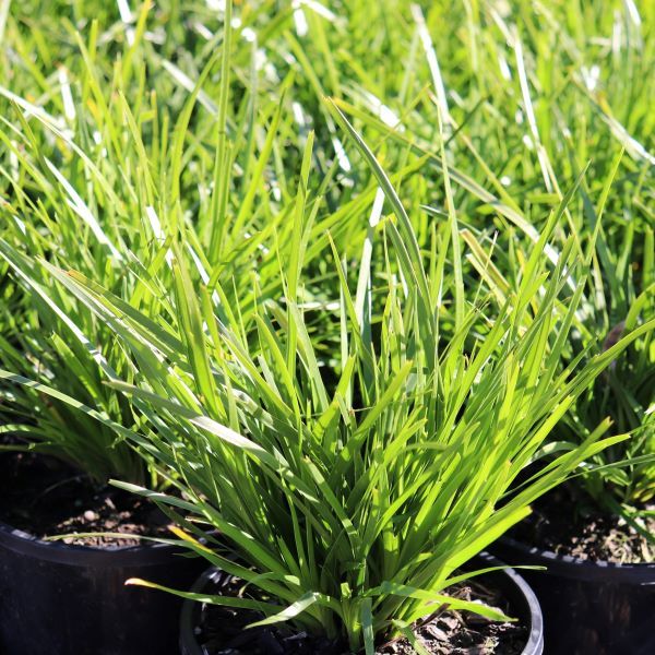 Lomandra confertifolia 'Lime Tuff'