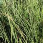 Lomandra confert rubiginosa 'Crackerjack' pbr