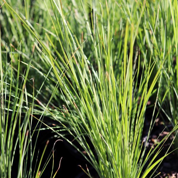 Lomandra confert rubiginosa 'Crackerjack' pbr