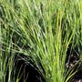 Lomandra confert rubiginosa 'Crackerjack' pbr