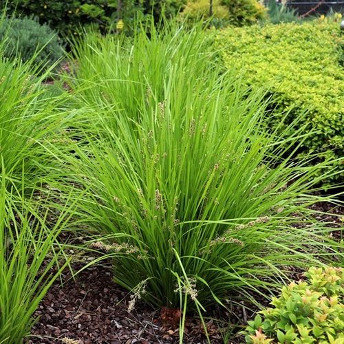 Lomandra longifolia 'Tanika' pbr