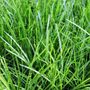 Lomandra longifolia 'Tanika' pbr