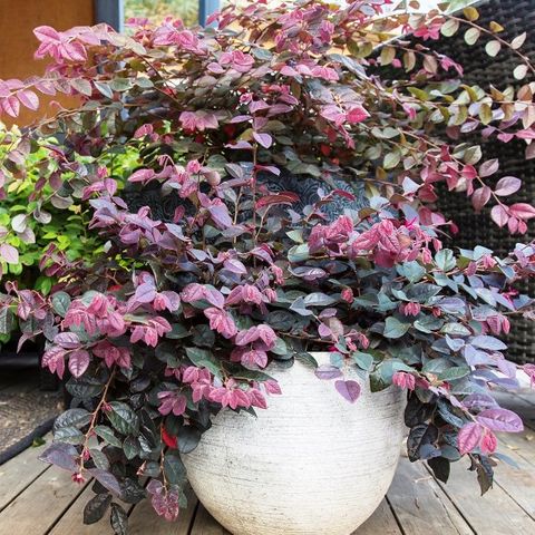 Loropetalum chinense 'Plum Gorgeous' pbr