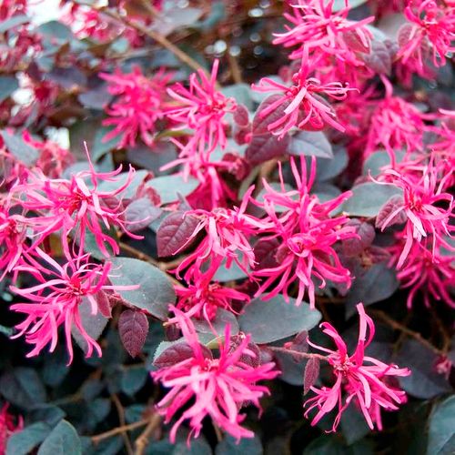 Loropetalum chinense 'Plum Gorgeous' pbr