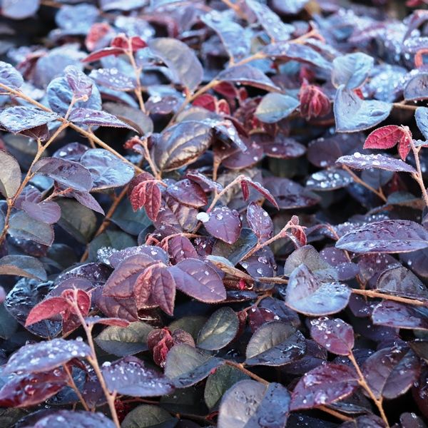 Loropetalum chinense 'Plum Gorgeous' pbr