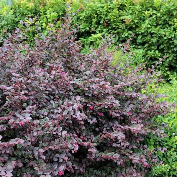 Loropetalum chinense 'Plum Gorgeous' pbr