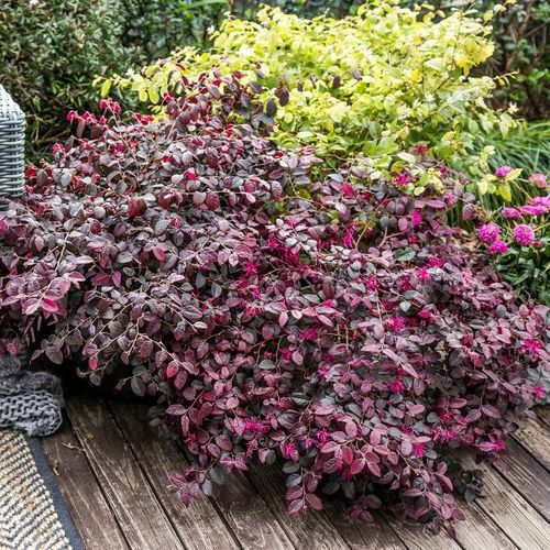 Loropetalum chinense 'Plum Gorgeous' pbr