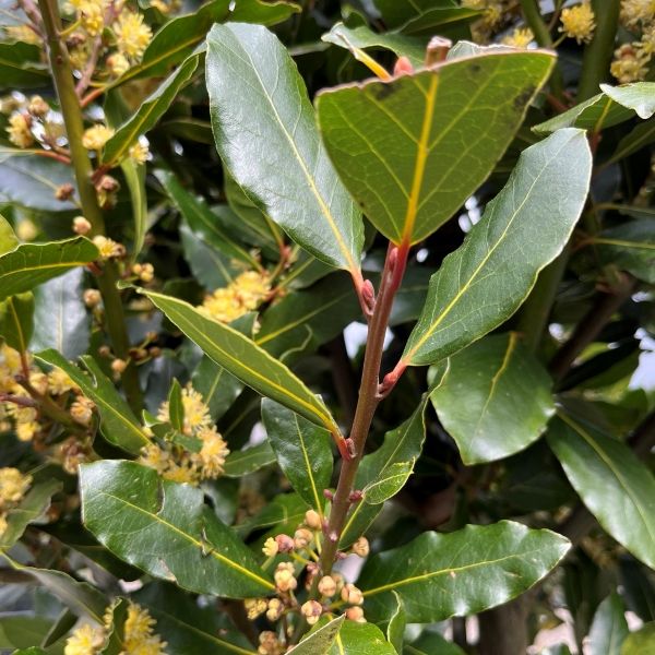 Laurus nobilis 'Miles Choice' Corkscrew Standard