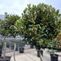 Laurus nobilis 'Miles Choice' Corkscrew Standard