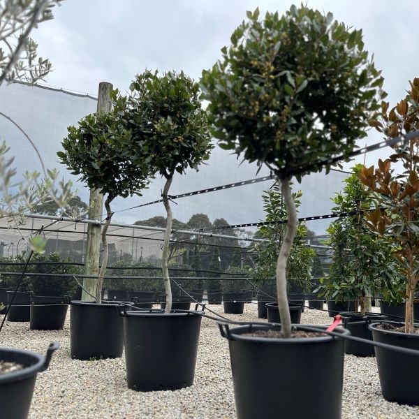 Laurus nobilis 'Miles Choice' Corkscrew Standard Warners Nurseries