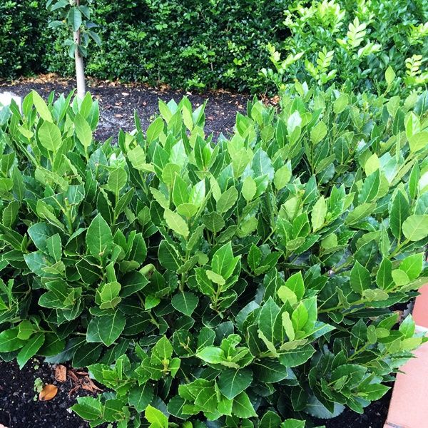 Laurus nobilis 'Baby Bay' pbr