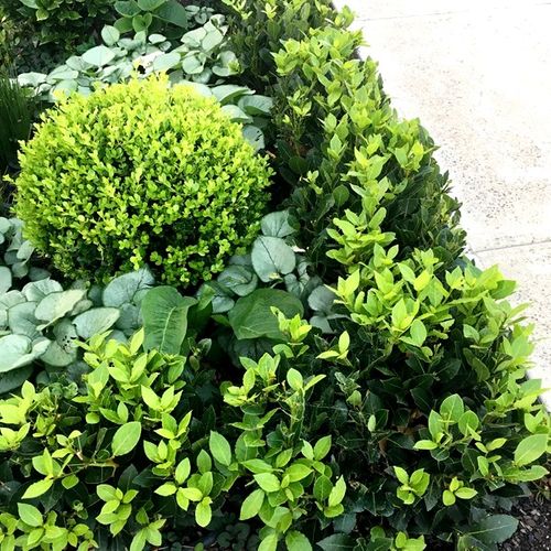 Laurus nobilis 'Baby Bay' pbr