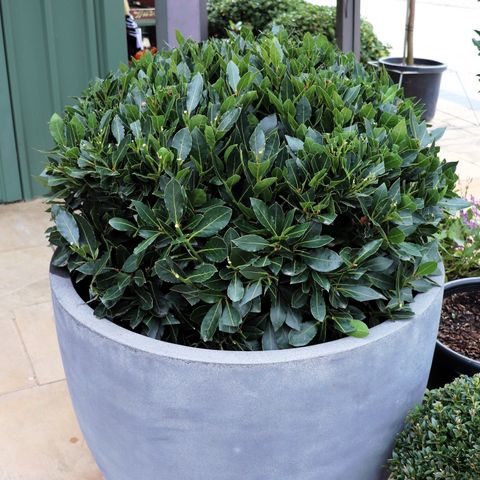 Laurus nobilis 'Baby Bay' pbr Ball