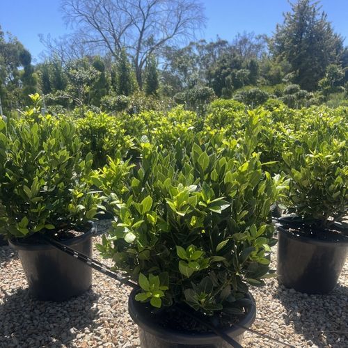 Laurus nobilis 'Baby Bay' pbr Ball