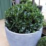 Laurus nobilis 'Baby Bay' pbr Ball