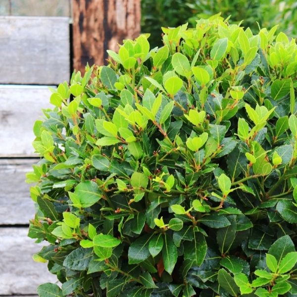 Laurus nobilis 'Baby Bay' pbr Ball