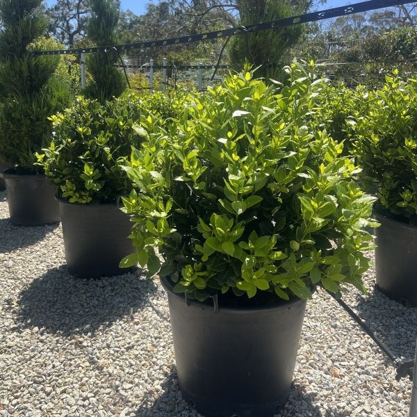 Laurus nobilis 'Baby Bay' pbr Ball