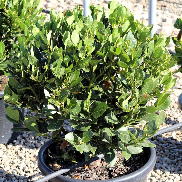 Laurus nobilis 'Baby Bay' pbr Ball