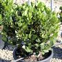 Laurus nobilis 'Baby Bay' pbr Ball