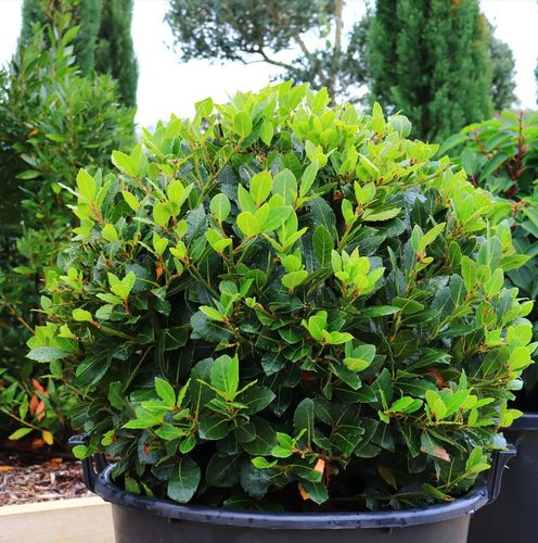 Laurus nobilis 'Baby Bay' pbr Ball