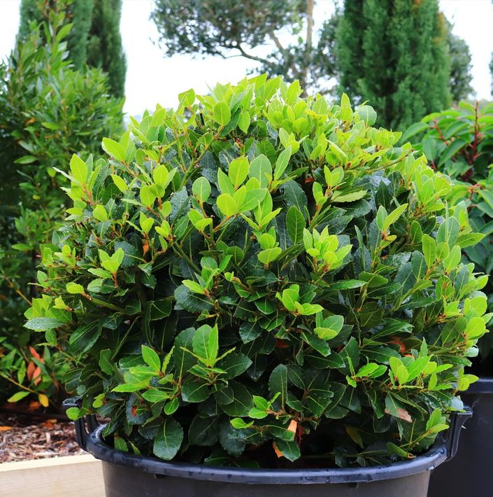 Laurus nobilis 'Baby Bay' pbr Ball