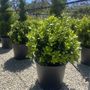 Laurus nobilis 'Baby Bay' pbr Ball