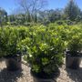 Laurus nobilis 'Baby Bay' pbr Ball