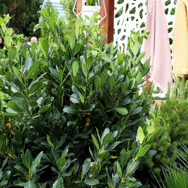 Laurus nobilis 'Flavour Master'™ pbr