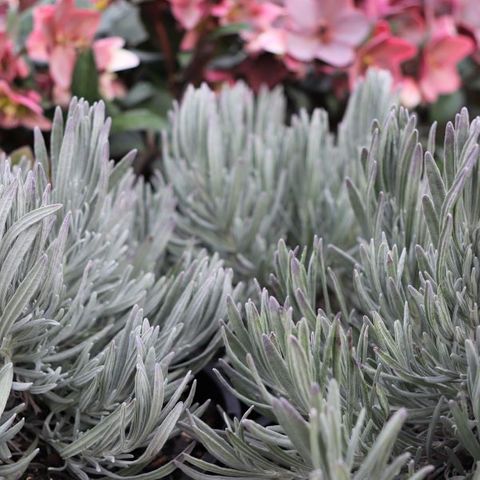 Lavandula angustifolia