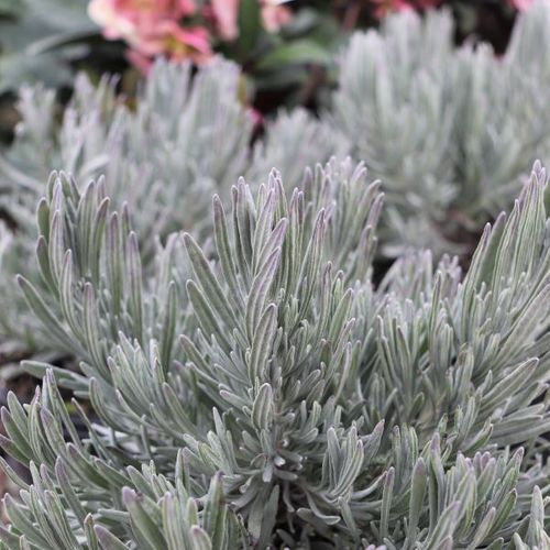 Lavandula angustifolia