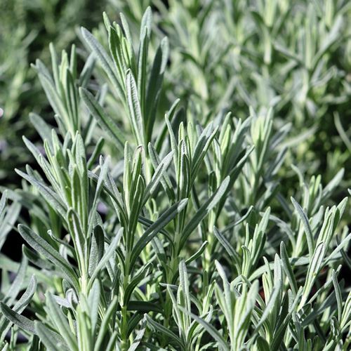 Lavandula stoechas 'Avonview'