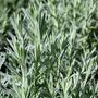 Lavandula stoechas 'Avonview'
