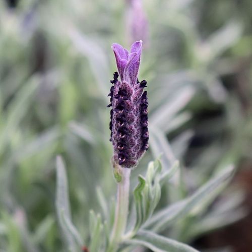 Lavandula stoechas 'Avonview'