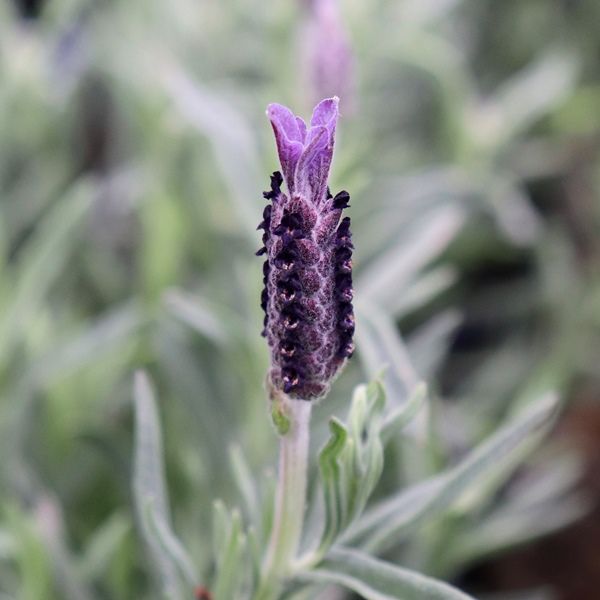 Lavandula stoechas 'Avonview'