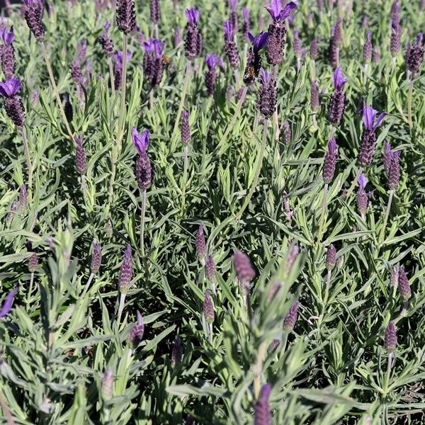 Lavandula stoechas 'Avonview'