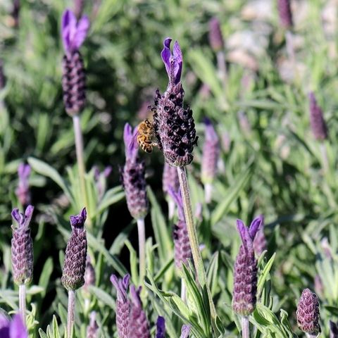 Lavandula stoechas 'Avonview'