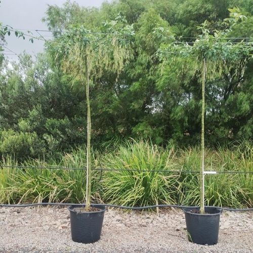 Laburnum x waterei Vossii Living Pergola