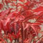 Lagerstroemia indica 'Natchez' Multistem