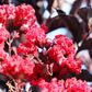 Lagerstroemia indica 'Best Red' pbr