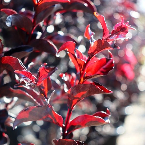 Lagerstroemia indica 'Best Red' pbr