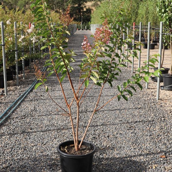 Lagerstroemia indica 'Biloxi' Multistem