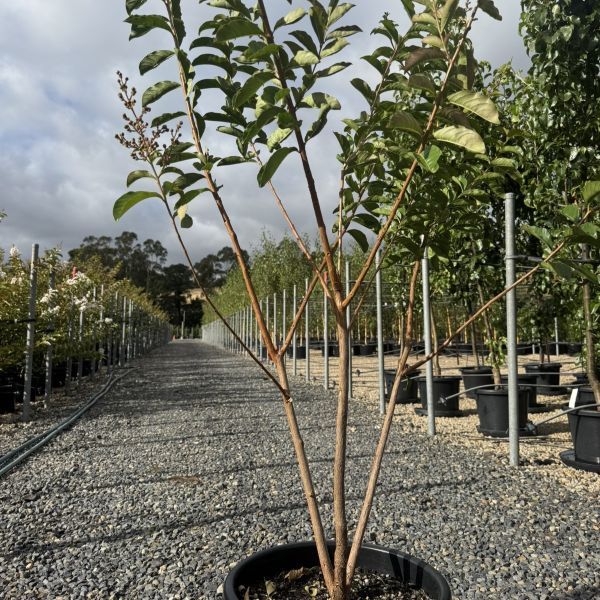 Lagerstroemia indica 'Biloxi' Multistem