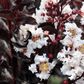 Lagerstroemia indica 'Pure White' pbr