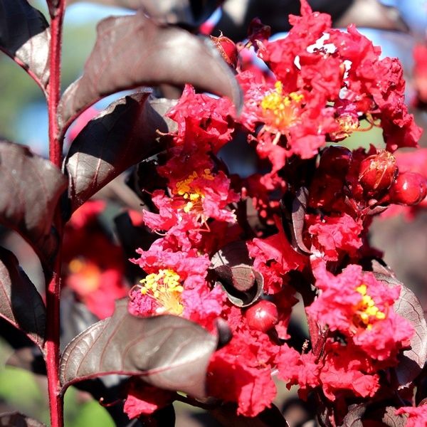 Lagerstroemia indica 'Red Hot' pbr