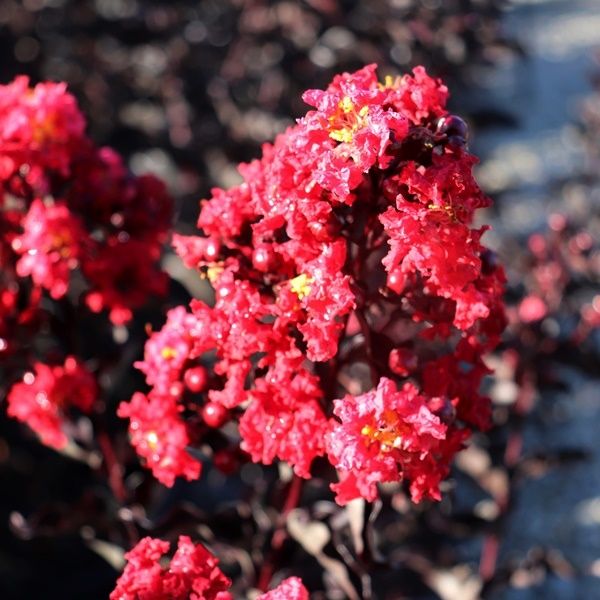 Lagerstroemia indica 'Red Hot' pbr