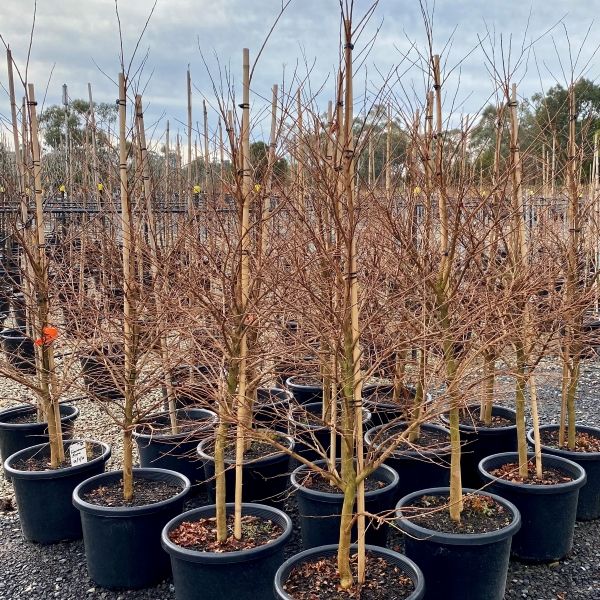 Lagerstroemia indica x fauriei 'Acoma'