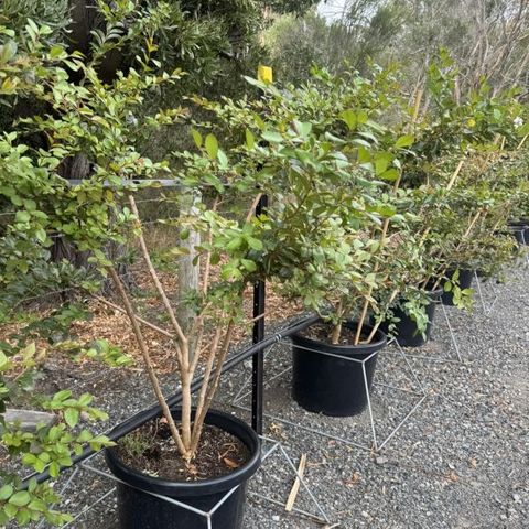 Lagerstroemia indica x fauriei 'Acoma' Multi