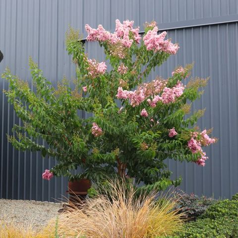 Lagerstroemia indica x fauriei 'Biloxi'